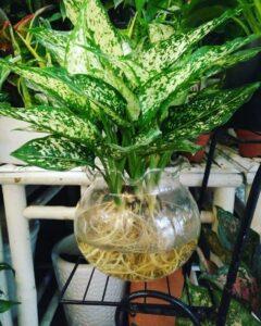 cây thủy sinh sống lâu