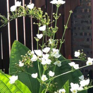 cây thủy sinh trang trí phòng khách