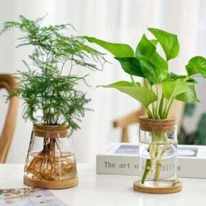 cây thủy sinh trang trí phòng khách