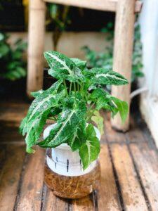 cây thủy sinh trong chai thủy tinh