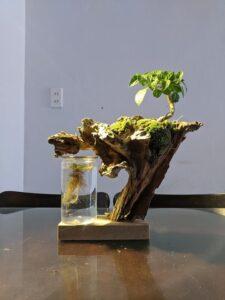cây thủy sinh trong chai thủy tinh