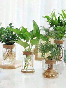 cây trầu bà thủy sinh