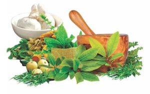 cây trị ho tự nhiên