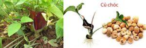 cây trị tiêu hóa kém