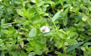 cây trị tiêu hóa kém