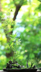 cây trồng hữu ích