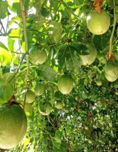 cây trồng hữu ích