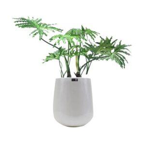 cây xanh cải thiện tâm trạng