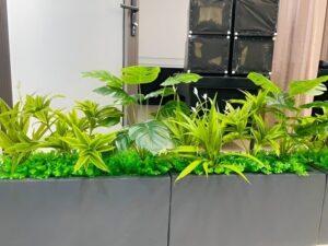 cây xanh detox không khí