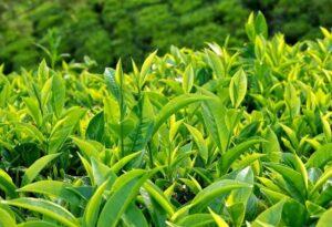 cây xanh giảm dị ứng
