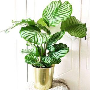 cây xanh hấp thụ bức xạ