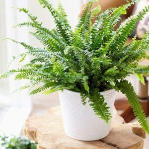 cây xanh hấp thụ bức xạ
