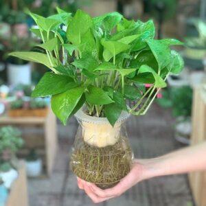 cây xanh hấp thụ bức xạ