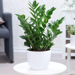 cây xanh hợp mệnh