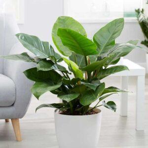 cây xanh hợp tuổi