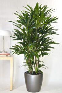 cây xanh hợp tuổi