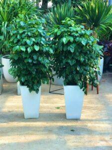 cây xanh nâng cao chất lượng sống