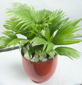cây xanh ngoài hiên