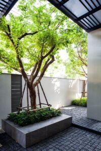 cây xanh sân vườn