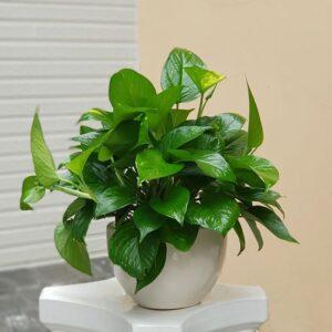 cây xanh trong nhà tốt cho sức khỏe