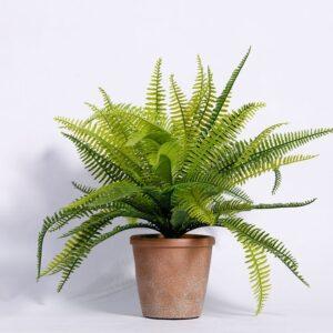 cây xanh trong nhà tốt cho sức khỏe