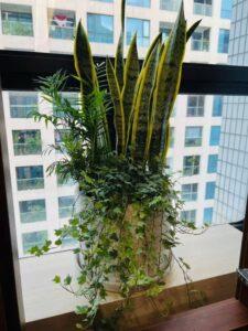 cây xanh văn phòng hợp phong thủy
