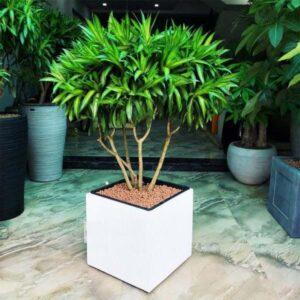 cây xanh văn phòng hợp phong thủy