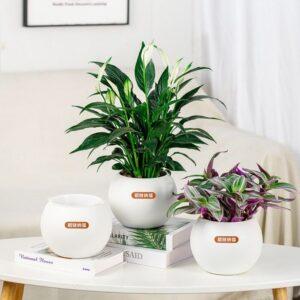 chậu cây độc lạ