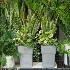 làm giá thể trồng cây