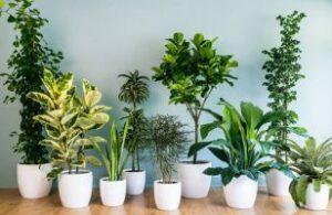 làm giá thể trồng cây