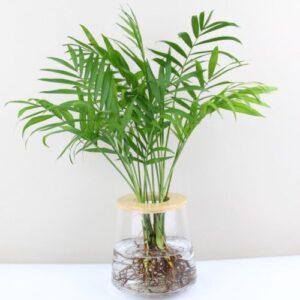 lỗi thường gặp khi trồng cây thủy sinh