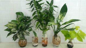 nước cho cây thủy sinh