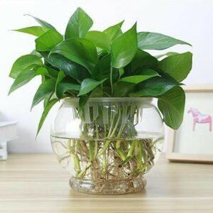 phân bón cho cây thủy sinh