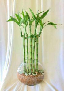 phân bón cho cây thủy sinh