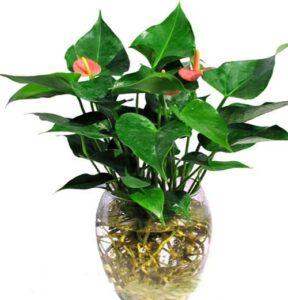 phân bón cho cây thủy sinh
