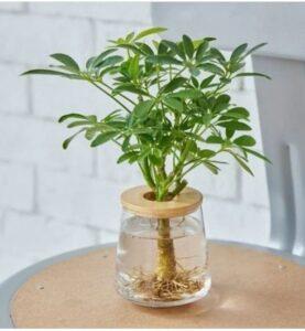 thay nước cây thủy sinh