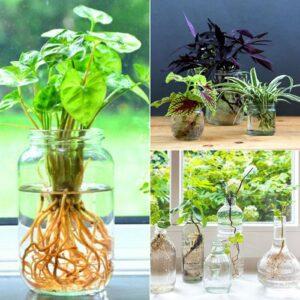 thay nước cây thủy sinh