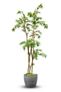 trồng cây bằng hạt