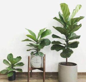 trồng cây bằng hạt