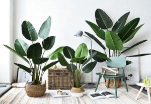 trồng cây bằng hạt