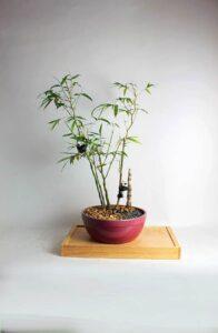 trồng cây bằng hạt