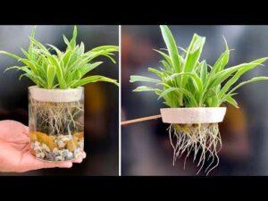 trồng cây thủy sinh