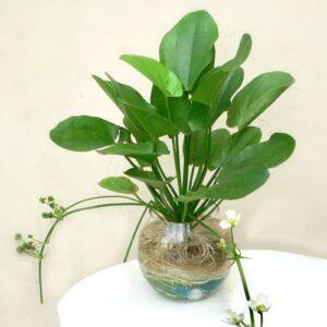 trồng cây thủy sinh