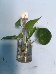 trồng cây thủy sinh trong chai thủy tinh