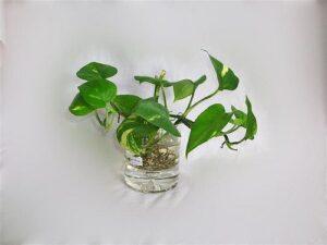 trồng cây thủy sinh trong phòng ngủ