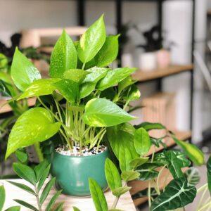 trồng cây trong nhà