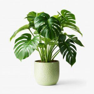 tưới cây bao nhiêu lần