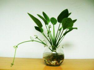 vệ sinh chậu cây