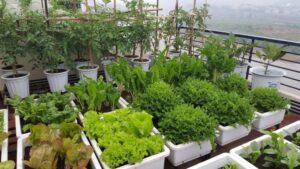 vườn thuốc nam tại nhà