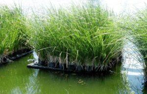 xử lý cây úng nước